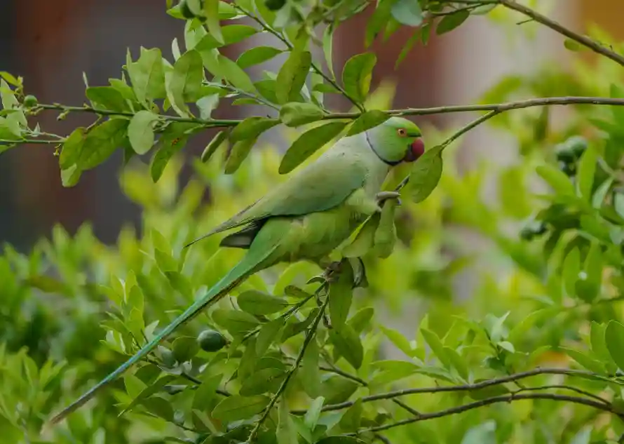 4k绿色壁纸 - 全绿色 - 热门壁纸 - wallpaper「哲风壁纸」