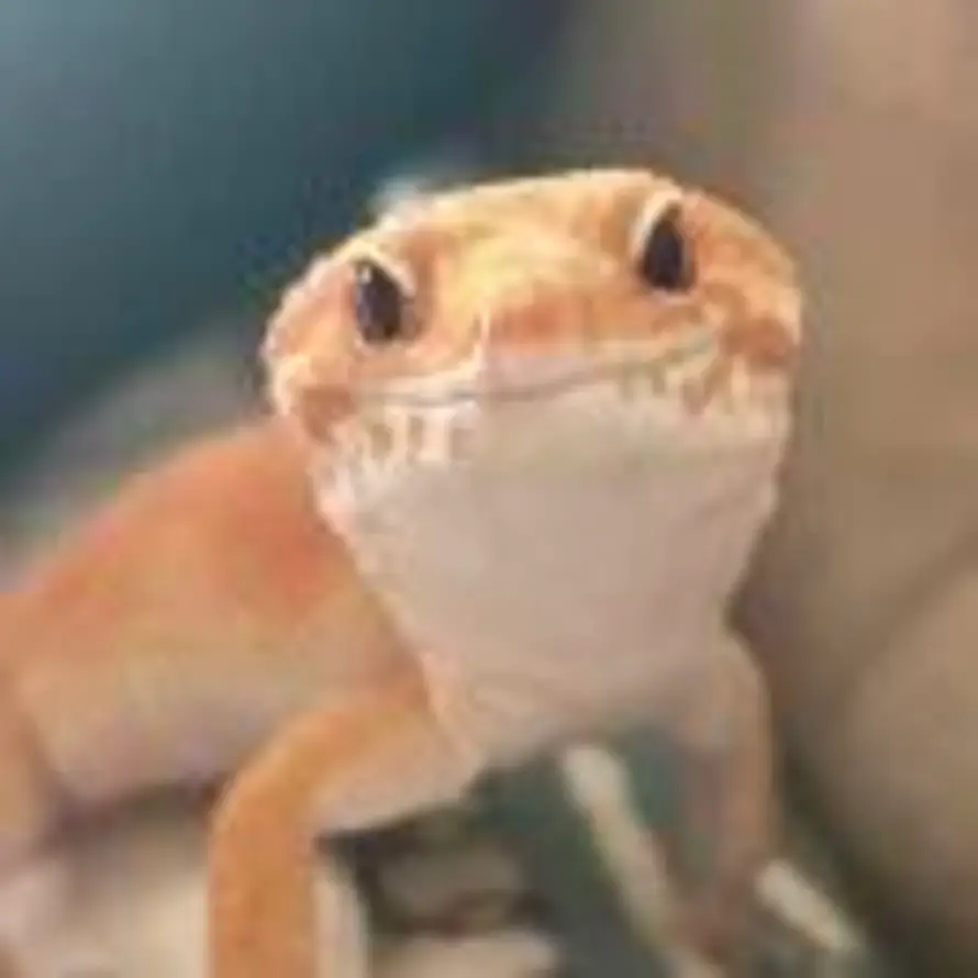 Sunny小橘🍊的头像