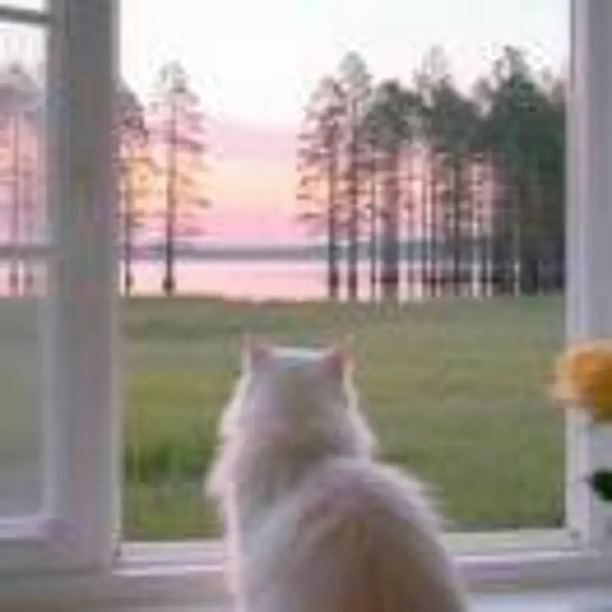 小杨困困的头像