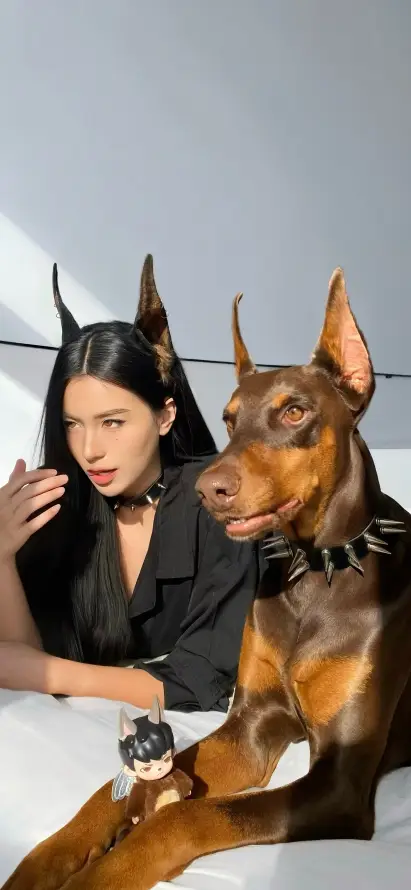 4k写真壁纸 - 室内 - 杜宾 - 棕色「哲风壁纸」