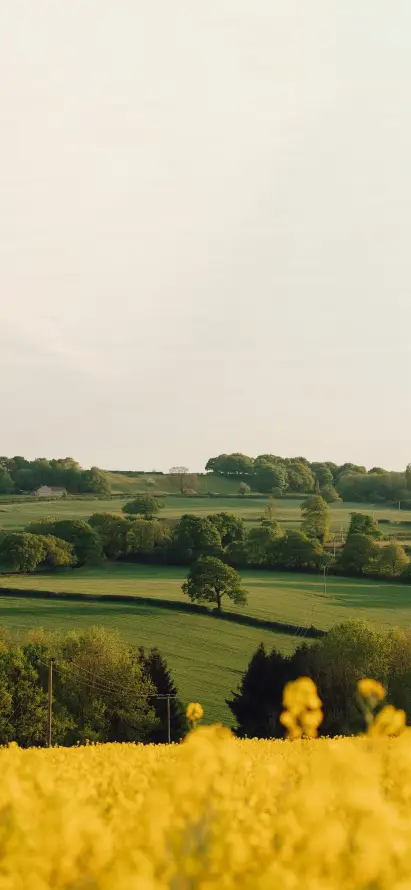 4k乡野壁纸 - 户外 - 树木 - 田园「哲风壁纸」
