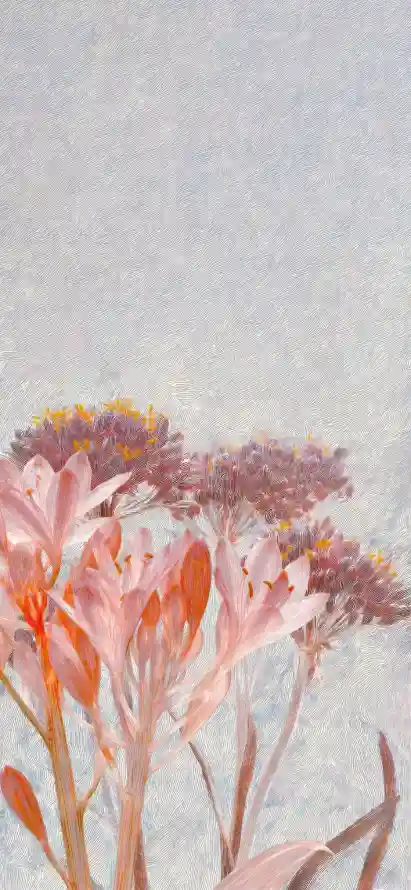 4k干花壁纸 - 极简 - 清新 - 简约「哲风壁纸」