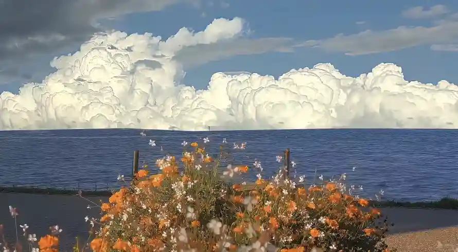 5k晴天壁纸-格桑花 - 海滨-橙色花卉壁纸分享「哲风壁纸」