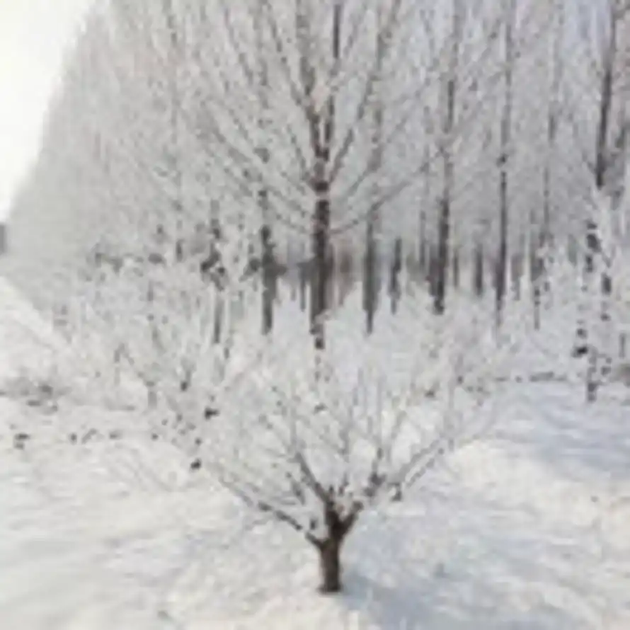 傲雪笑天 的头像