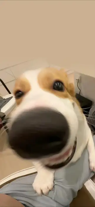 山河故里的头像