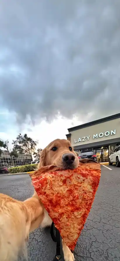 4k可爱壁纸 - 商铺 - 小狗 - 户外「哲风壁纸」