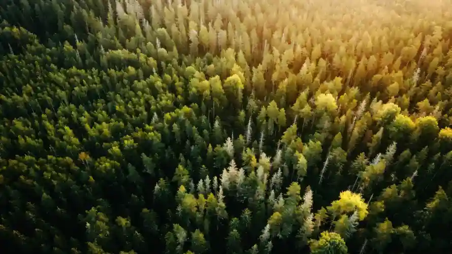 2k密林壁纸-针叶林与户外-原始森林壁纸推荐「哲风壁纸」