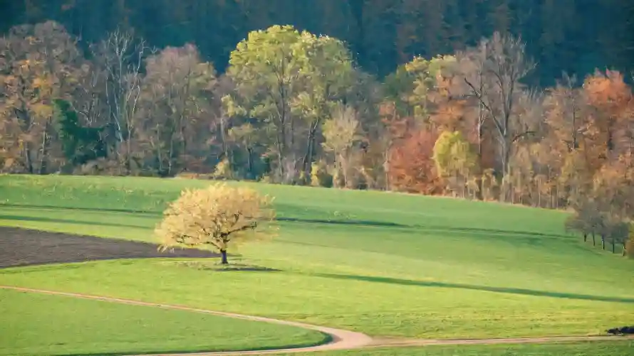 4k小径壁纸 - 户外 - 树木 - 森林「哲风壁纸」 4k小径壁纸 - 户外 - 树木 - 森林「哲风壁纸」