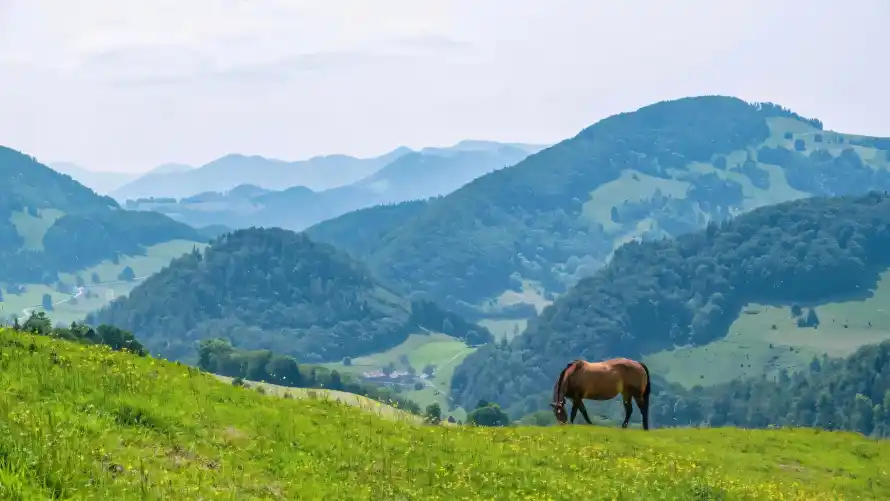 4k原野壁纸 - 马 - 山地 - 山脉「哲风壁纸」