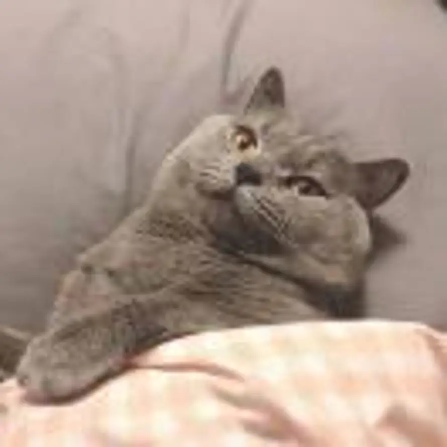 没有感情De佩奇的头像