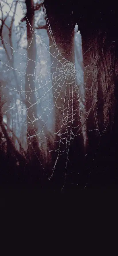 4k户外壁纸 - 晨露 - 森林 - 清晨「哲风壁纸」