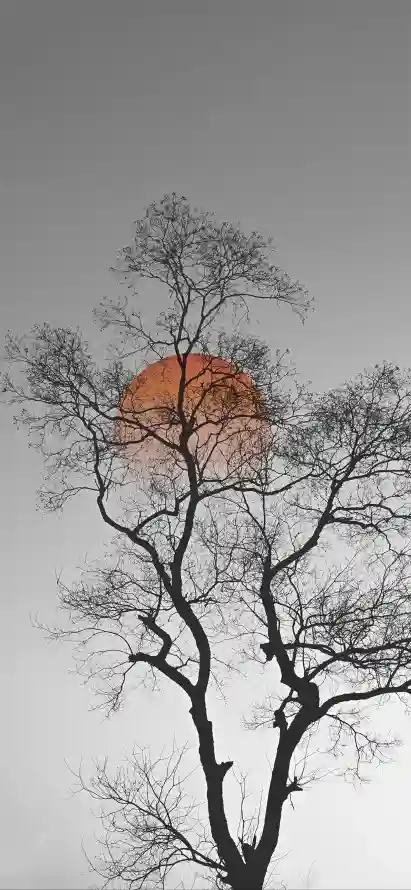 4k剪影壁纸 - 夜空 - 暮色 - 月夜「哲风壁纸」