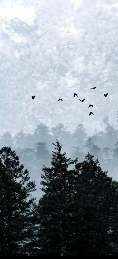 4k乌鸦壁纸 - 剪影 - 天空 - 晨雾「哲风壁纸」