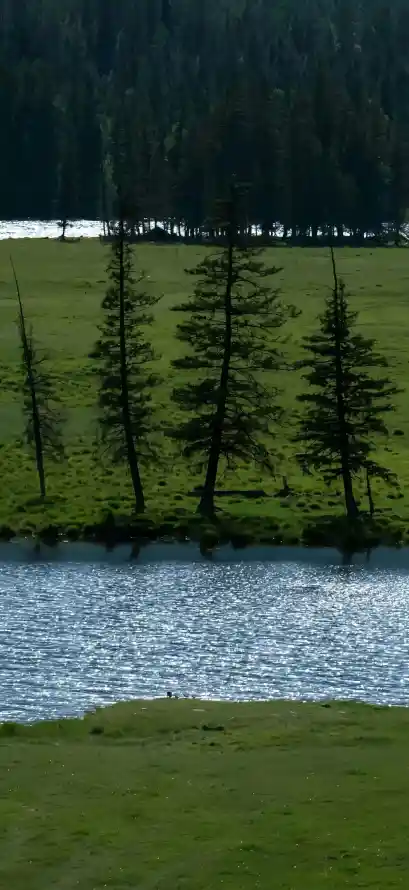 4k溪流壁纸 - 树林 - 热门壁纸 - wallpaper「哲风壁纸」