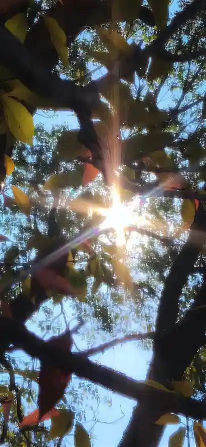 4k树枝壁纸 - 光影 - 热门壁纸 - wallpaper「哲风壁纸」