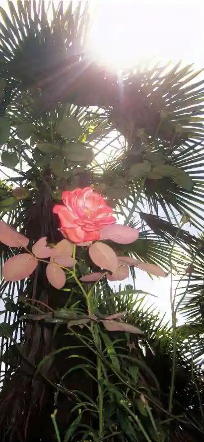 4k户外壁纸 - 晴天 - 树干 - 玫瑰「哲风壁纸」