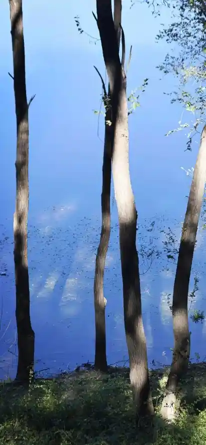 4k户外壁纸 - 树干 - 树木 - 树林「哲风壁纸」