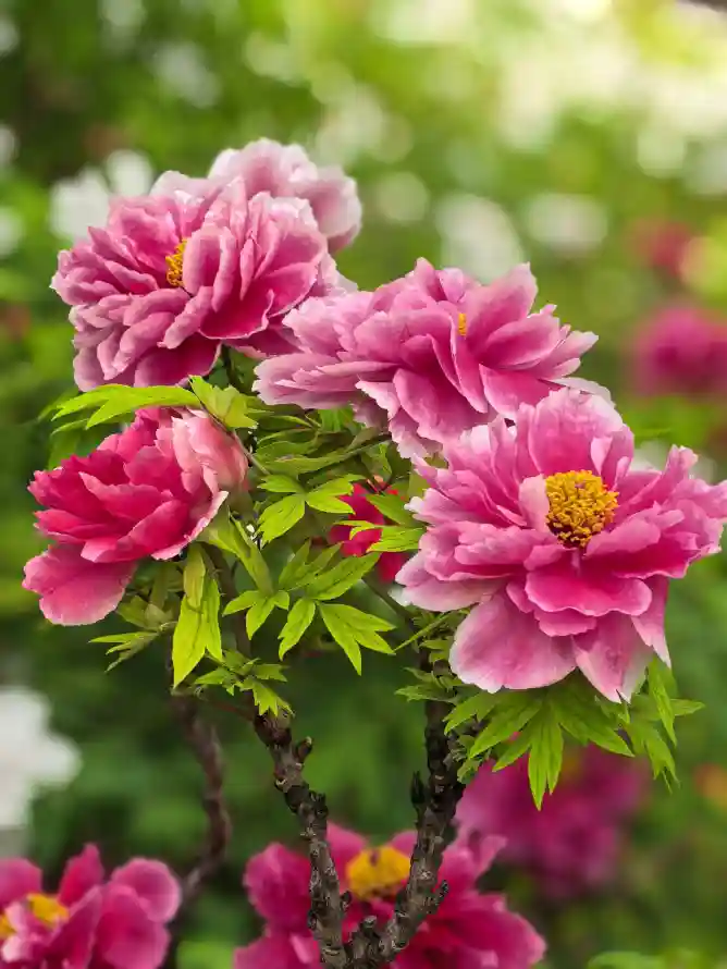 4k国花壁纸 - 壁纸 - 户外 - 手机「哲风壁纸」