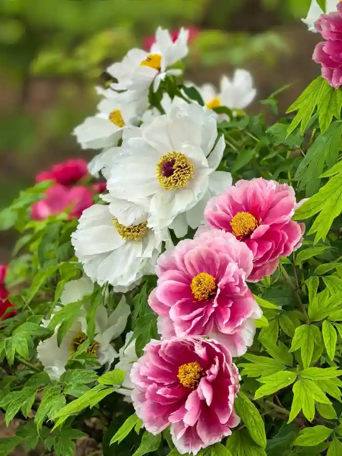 4k壁纸壁纸 - 户外 - 手机 - 植物「哲风壁纸」