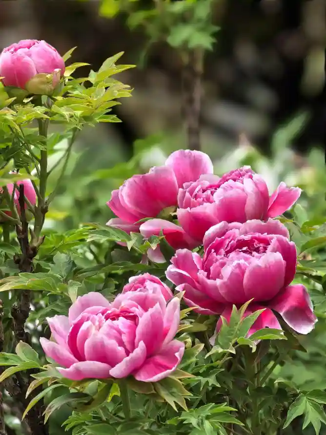 4k国花壁纸 - 壁纸 - 户外 - 手机「哲风壁纸」