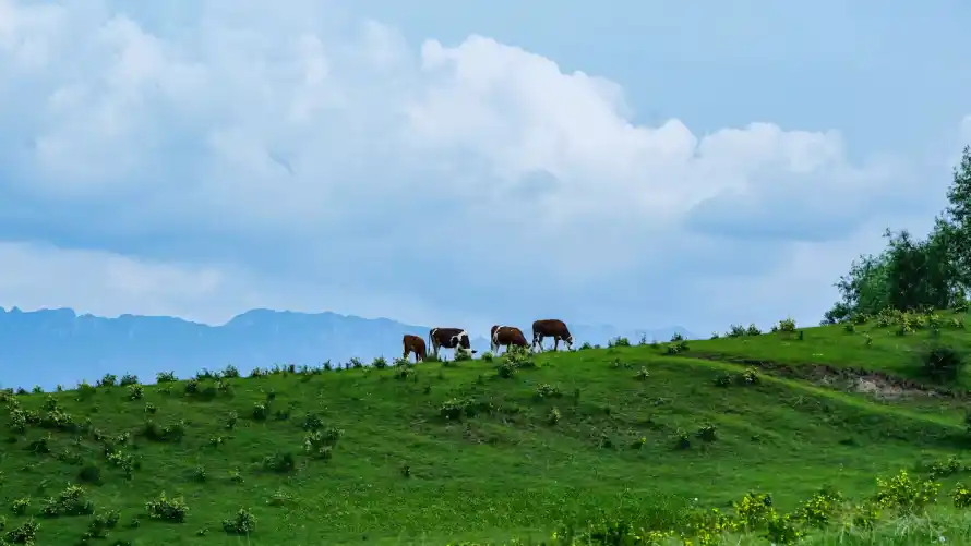 4k草地壁纸 - 山峰 - 奶牛 - wallpaper「哲风壁纸」