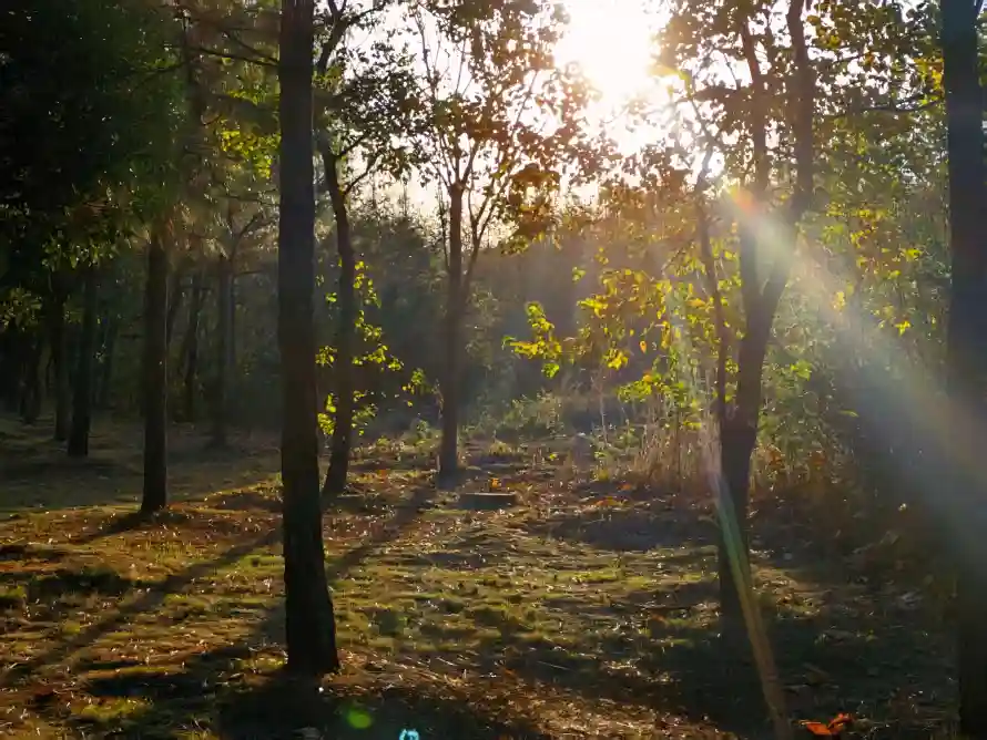 4k壁纸 - 丁达尔效应 - 阳光穿透树林 - wallpaper「哲风壁纸」