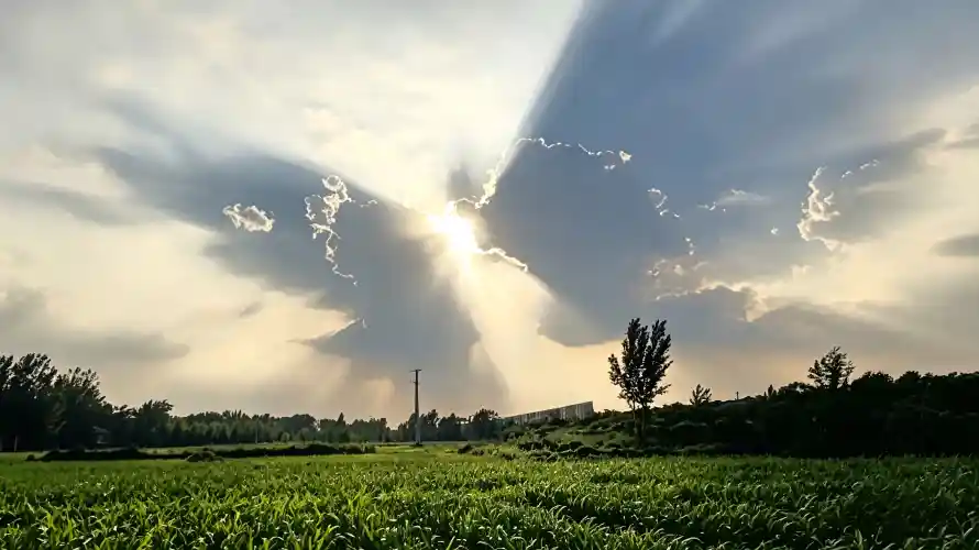 4k阳光壁纸 - 稻田 - 丁达尔效应 - wallpaper「哲风壁纸」