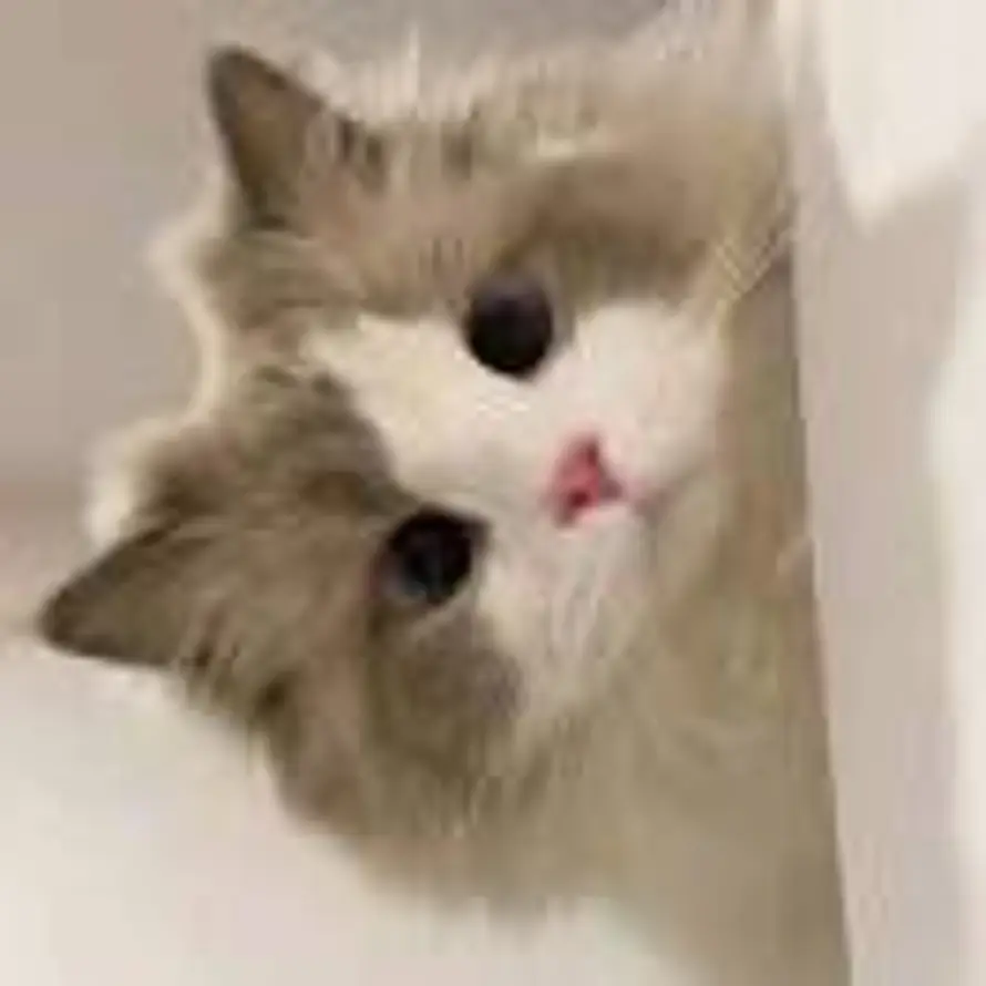 朝的头像