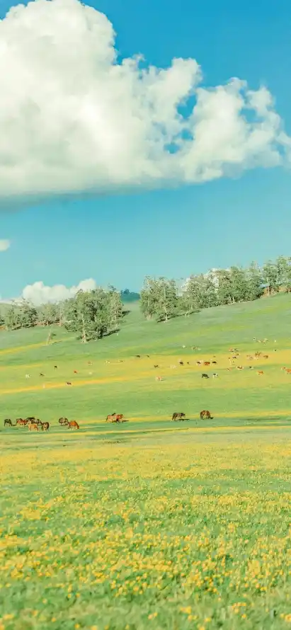 4k旷野壁纸 - 晴天 - 树木 - 牧场「哲风壁纸」