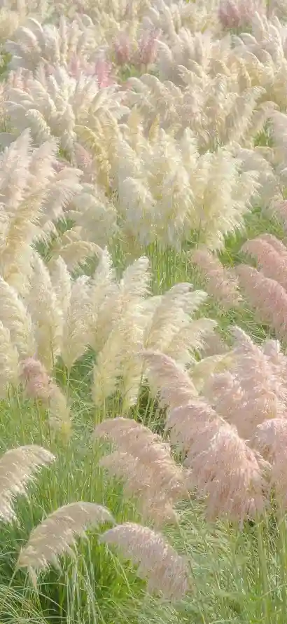 4k户外壁纸 - 清新 - 渐变 - 白色「哲风壁纸」