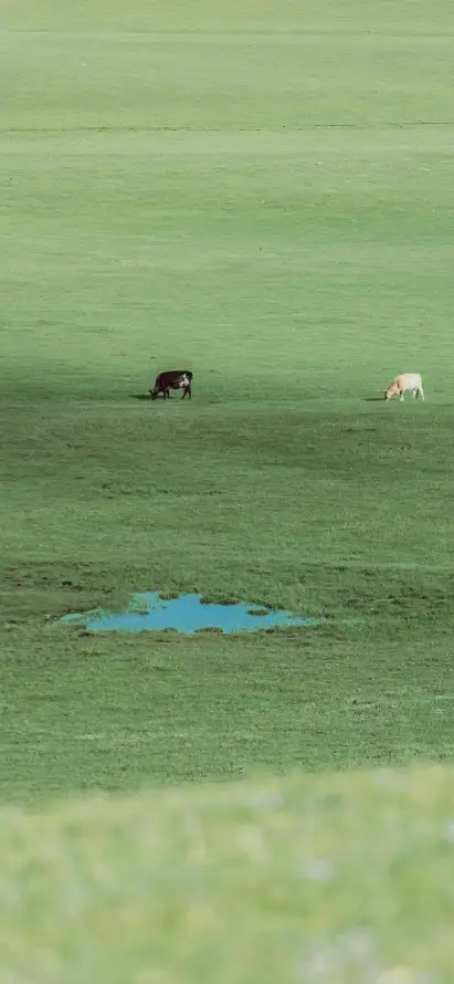4k小牛壁纸 - 户外 - 放牧 - 牲畜「哲风壁纸」