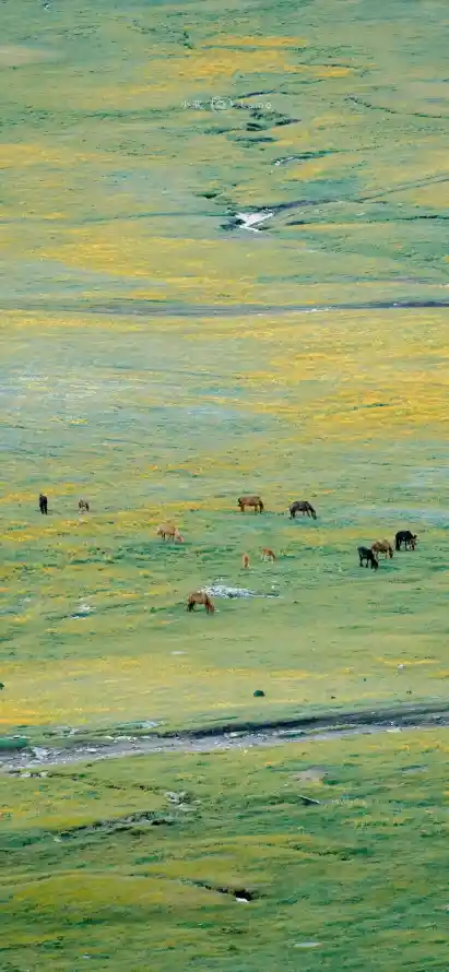 4k原野壁纸 - 户外 - 放牧 - 河流「哲风壁纸」