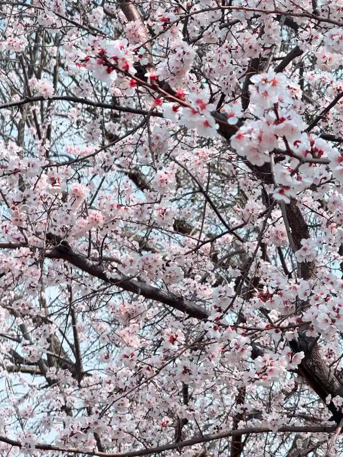 4k户外壁纸 - 花 - 春天 - 树枝「哲风壁纸」