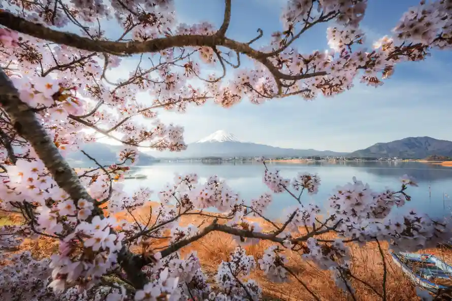 4k壁纸壁纸 - 日本 - 春日 - 樱花「哲风壁纸」