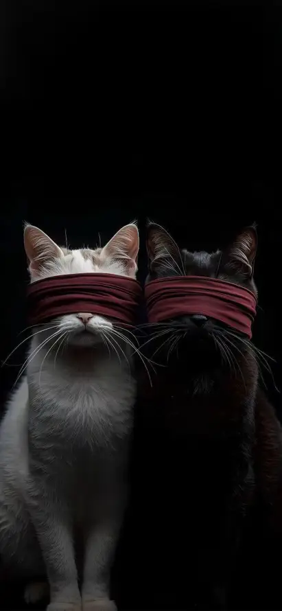 4k创意壁纸 - 壁纸 - 宠物 - 手机「哲风壁纸」