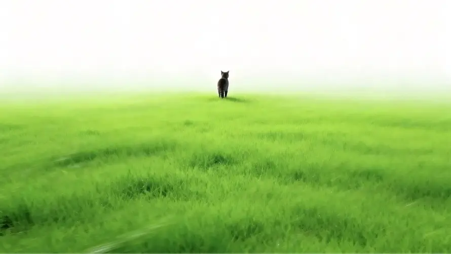 4k治愈壁纸 - 清新 - 猫咪 - 空旷「哲风壁纸」