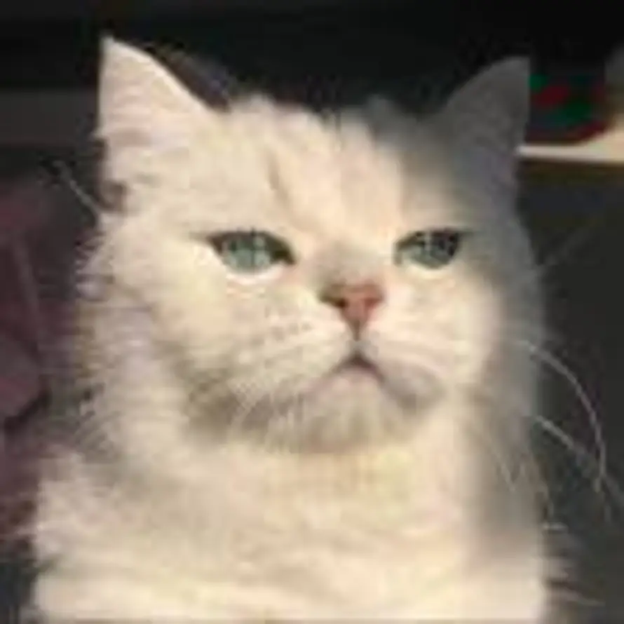 永不言弃的头像