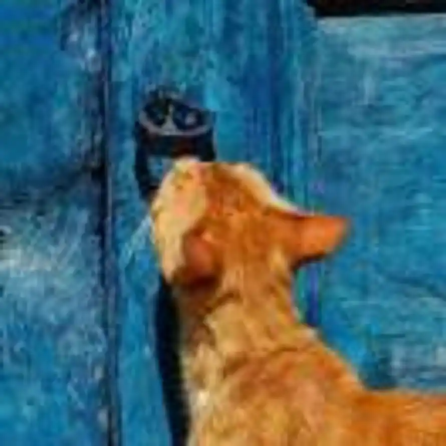 凡丈哈龙宝的头像