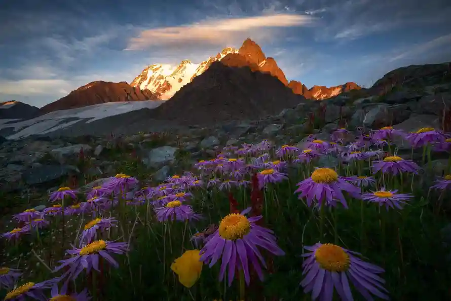 2k冰川壁纸-日照金山和壁纸-紫色花卉热门的壁纸「哲风壁纸」