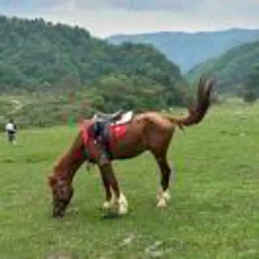  二从的头像