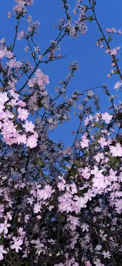 4k垂丝海棠壁纸 - IOS26 - 热门壁纸 - wallpaper「哲风壁纸」