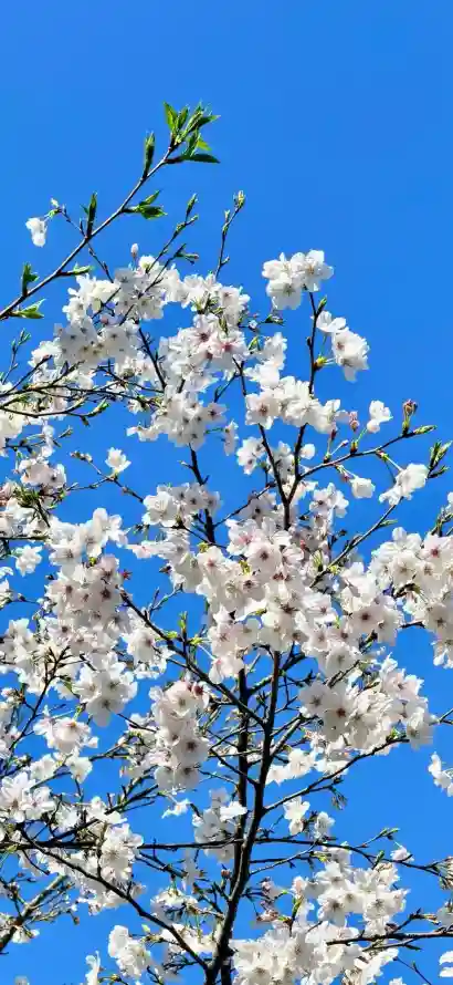 4k樱花壁纸 - IOS26 - 热门壁纸 - wallpaper「哲风壁纸」