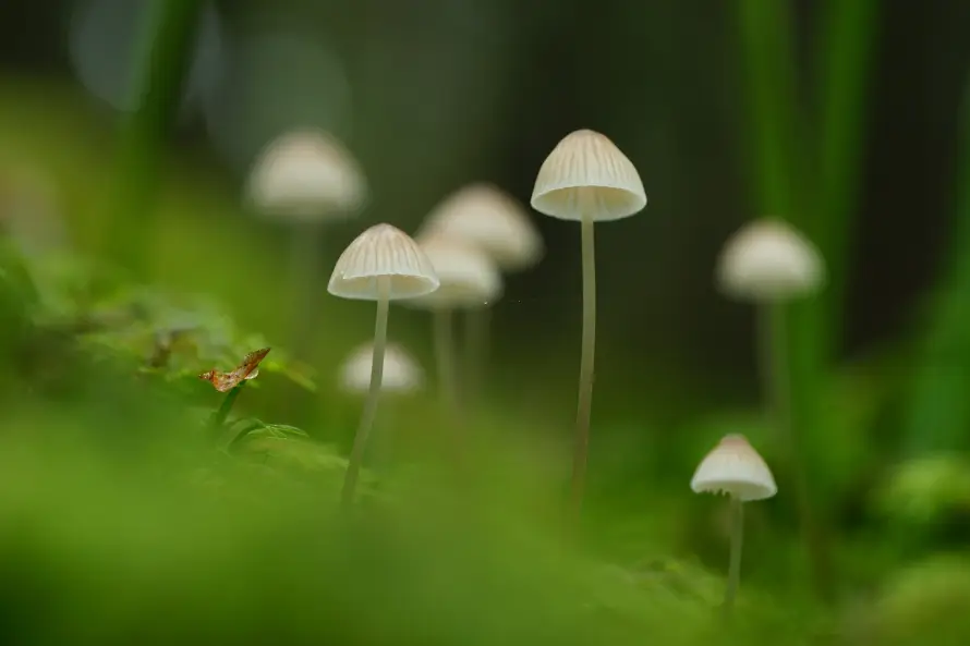 4k壁纸壁纸 - 微距 - 林间 - 清新「哲风壁纸」