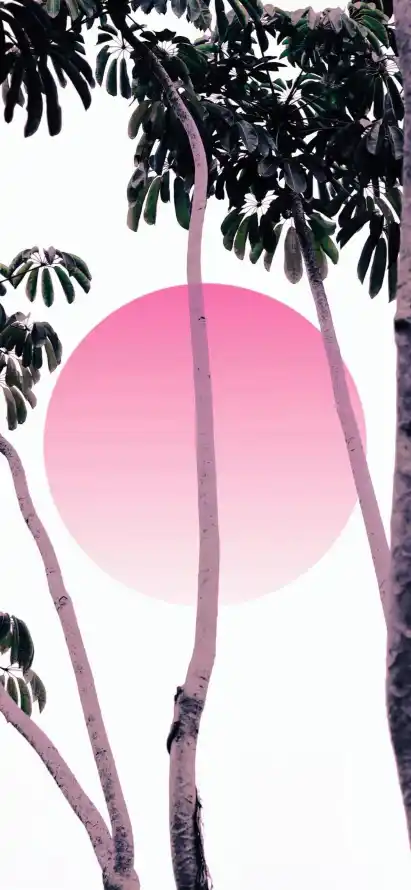 4k夜景壁纸 - 树叶 - 树木 - 树枝「哲风壁纸」