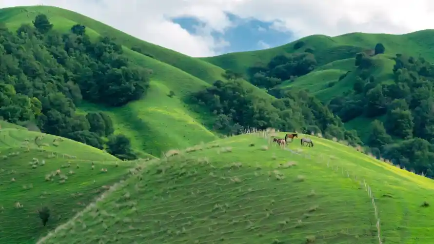 4k丘陵壁纸 - 山坡 - 户外 - 树林「哲风壁纸」