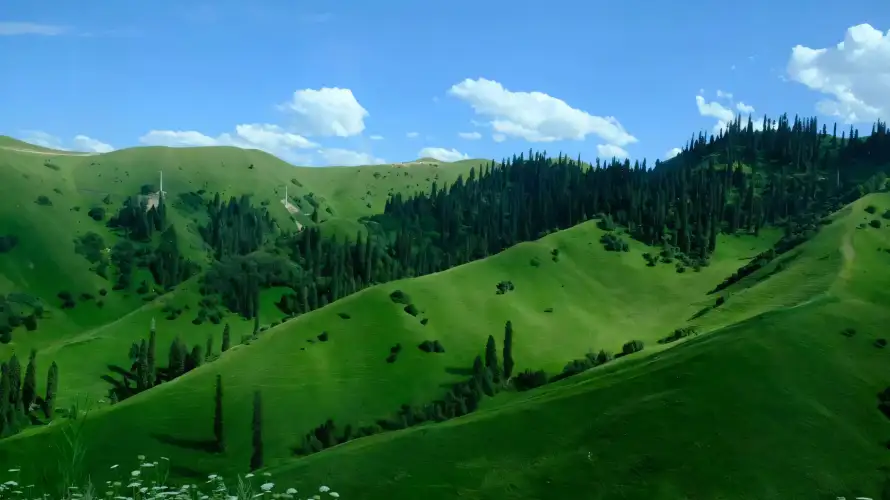 4k山丘壁纸 - 山野 - 松林 - 白云「哲风壁纸」