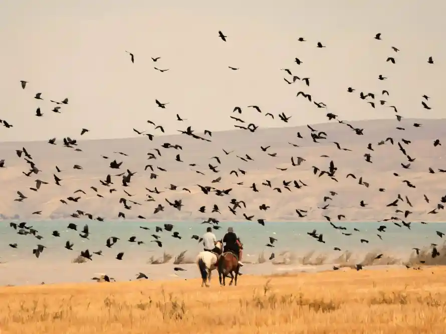 4k户外壁纸 - 旅人 - 旷野 - 枯黄「哲风壁纸」