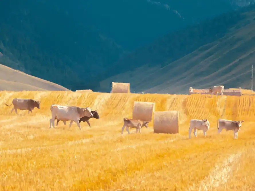 4k原野壁纸 - 放牧 - 旷野 - 牛群「哲风壁纸」