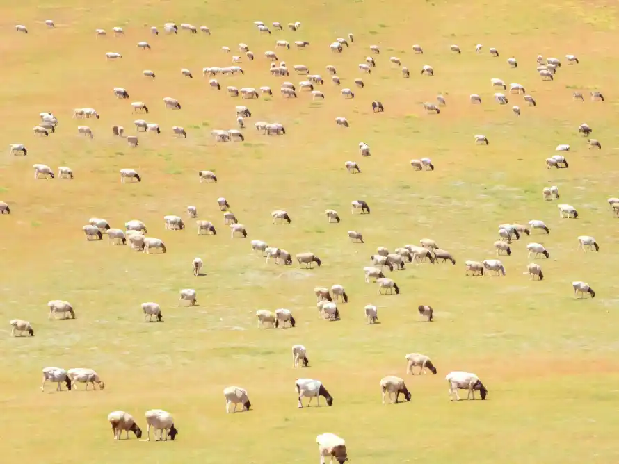 4k原野壁纸 - 户外 - 放牧 - 牧场「哲风壁纸」