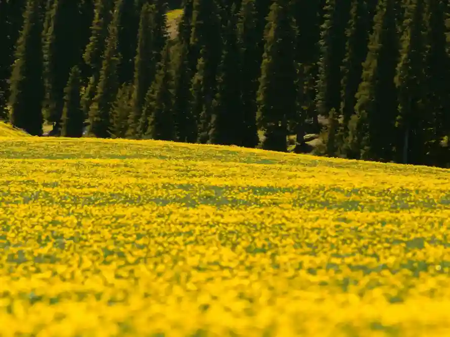 4k原野壁纸 - 户外 - 春日 - 松林「哲风壁纸」